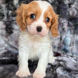 Jackson - Blenheim male Cavalier King Charles Spaniel puppy in Knoxville, Tennessee from Rocky Top Cavapoos