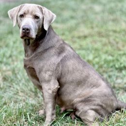 Claire - Dilute Retriever