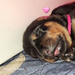 Rottweiler Puppies from Pearce Rottweilers