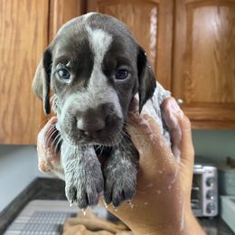 Purple Girl - Liver roan German Shorthaired Pointer puppy in South Carolina from One Shot Shorthairs