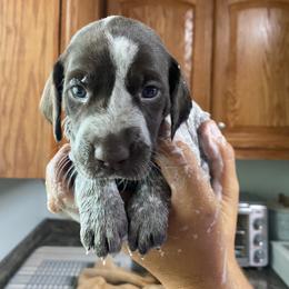 Purple Girl - Liver roan German Shorthaired Pointer puppy in South Carolina from One Shot Shorthairs