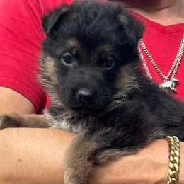 Arthur - Black and red male German Shepherd puppy in Weston, Florida from Vom Bethel European German Shepherds