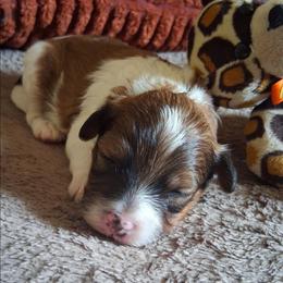 Leonardo - Brindle male Companion Cross puppy in Macon, Georgia from Shipoo Lane