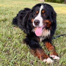 Bernese Mountain Dog puppies from Timeless Cottage Homestead Bernese