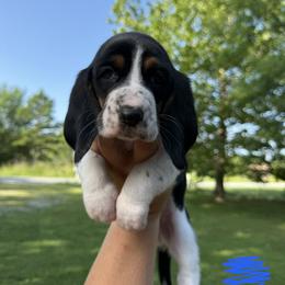 Basset Hound Puppies from Carrier Bassets