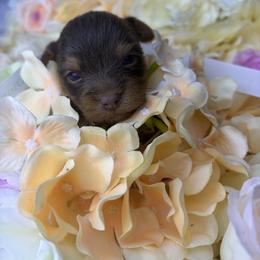 Brownie - Chocolate, tan and white male Yorkshire Terrier puppy in Illinois from Pretty Little Yorkies