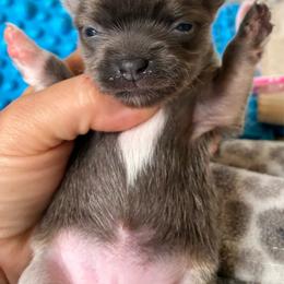 Bella - Blue female Chihuahua puppy in Westport, New York from Chantilly chihuahuas