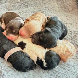 Boy 1 - Red male Bernedoodle puppy in Pottstown, Pennsylvania from Willow-Be Doodles