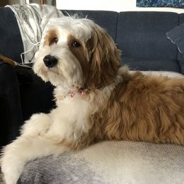 Sherman - Australian Labradoodle