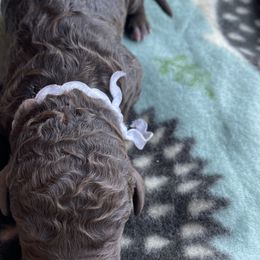 Girl 2 - Goldendoodle puppy in Beggs, Oklahoma from Meyers Doodles