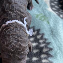 Girl 2 - Goldendoodle puppy in Beggs, Oklahoma from Meyers Doodles