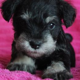 Macy - Black and silver female Miniature Schnauzer puppy in Richardton, North Dakota from Crooked Tree Ranch