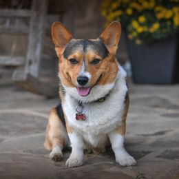 Winston - Pembroke Welsh Corgi