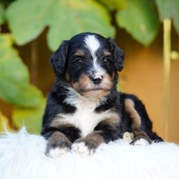 Clover - Tri-color female Bernedoodle puppy in Spokane, Washington from Lilac City Doodles