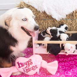 Aussiedoodle and Miniature Australian Shepherd Puppies from Biggie Ranch