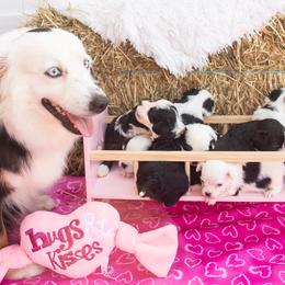 Aussiedoodle and Miniature Australian Shepherd Puppies from Biggie Ranch