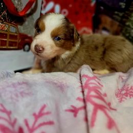 Comet - Red merle male Australian Shepherd puppy in Blairsville, Georgia from Georgia Peach Aussies