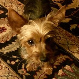 Kona - Yorkshire Terrier