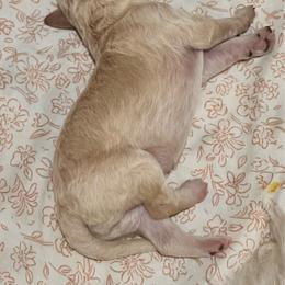 Girl 3 - Cream female Goldendoodle puppy in Gig Harbor, Washington from Sandy’s Goldendoodles