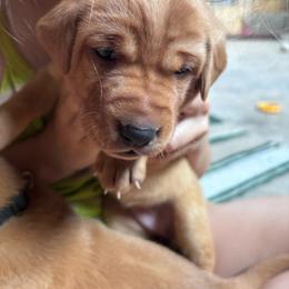 (Pink) Squeaky - Yellow female Labrador Retriever puppy in Brantwood, Wisconsin from Ritchie Road Labradors