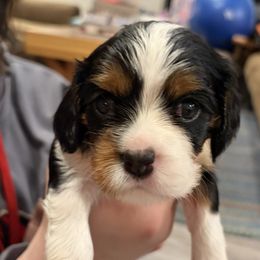 Girl 4 - Tri-color female Cavalier King Charles Spaniel puppy in Hallsville, Texas from Christy’s Cavalier King Charles Spaniels