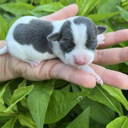 Laverna - Blue and white female Chihuahua puppy in Delaplane, Virginia from CMW Interstellar Kennel