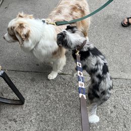 Miniature Australian Shepherd Puppies from Integrity Aussies Tx