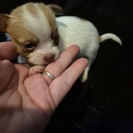 Boy 2 - Merle male Chihuahua puppy in Trout, Louisiana from Magnolia Farm's LLC