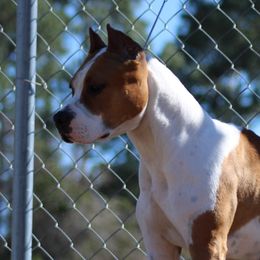 Ouija - American Staffordshire Terrier