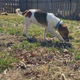 Duchess Luxe - Russell Terrier puppy from Royal Russells Ranch