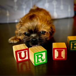 Urie - Black gold and white male Shih Tzu puppy in Buena Park, California from LowCol Ranch