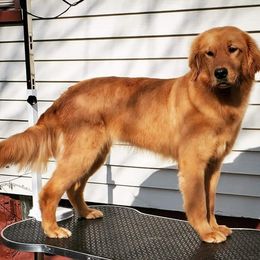 Lennay - Golden Retriever
