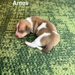 Ames - Cream male Dachshund puppy in Lexington, Oklahoma from BooneDox Miniature Dachshunds