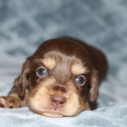 Boy 3 Chocolate and cream - Chocolate and cream male Dachshund puppy in Pontotoc, Mississippi from Doubletake Doodles & Dachshunds