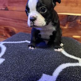 Boston Terrier Puppies from Goshorn Family Bostons and Frenchtons