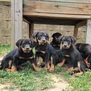 Beauceron Puppies from Rayon de Soleil Beaucerons