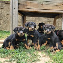 Beauceron Puppies from Rayon de Soleil Beaucerons