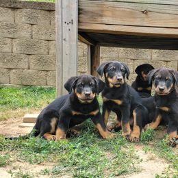 Beauceron Puppies from Rayon de Soleil Beaucerons