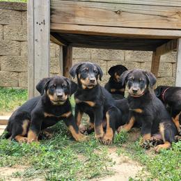 Beauceron Puppies from Rayon de Soleil Beaucerons