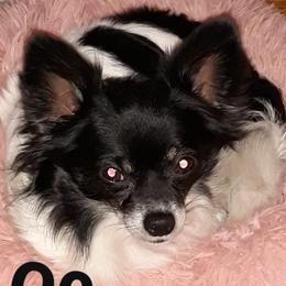 Chihuahuas from Lakeside Chihuahuas