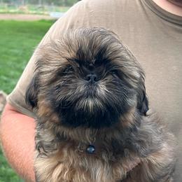 Doc - Chocolate and tan male Shih Tzu puppy in Bloomfield, Indiana from Meihem Pups