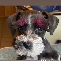 Miniature Schnauzer Puppies from Bar Diamond