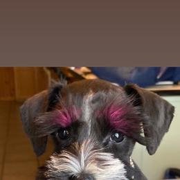 Miniature Schnauzer Puppies from Bar Diamond