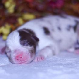 Zephyr - Red merle male Australian Shepherd puppy in Easton, Missouri from MMA Kennel
