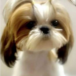 Holly - Shih Tzu