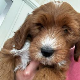 Sadie - Red  female Goldendoodle puppy in Travelers Rest, South Carolina from Bailey Mountain Doodles