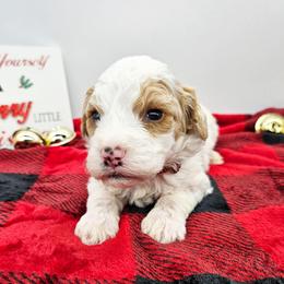 Chili - Red male Bernedoodle puppy in Granton, Wisconsin from Rose River Farms