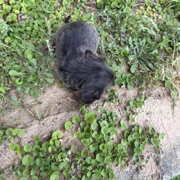 Girl 3 - Blue and tan female Dachshund puppy in Mount Pleasant, Texas from Swaffords Dachshund Kingdom