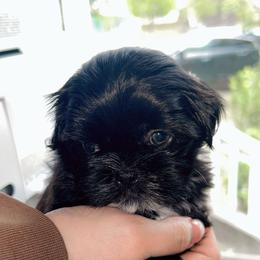 Shih Tzu Puppies from Kaselyn’s puppies
