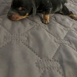 Drako - Black and tan male Dachshund puppy in Converse, Texas from JP's South Texas Dachshunds